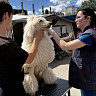 Саратовские ветеринары проверили пуделей и питона перед цирковым шоу