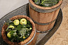 Саратовцам раскрыли главный секрет хруста солений из бочки